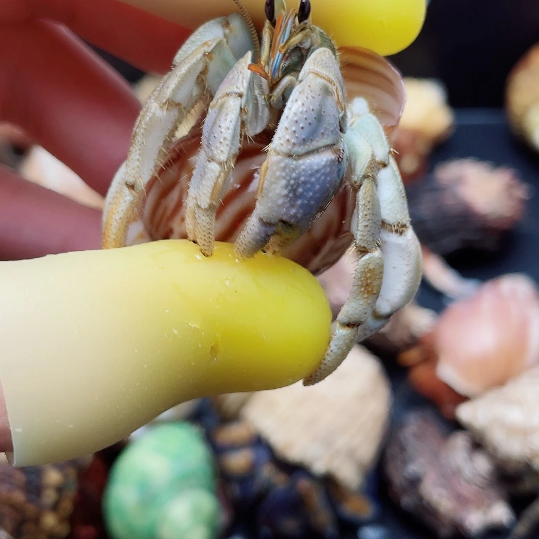 2.1口通体异色蓝里拉