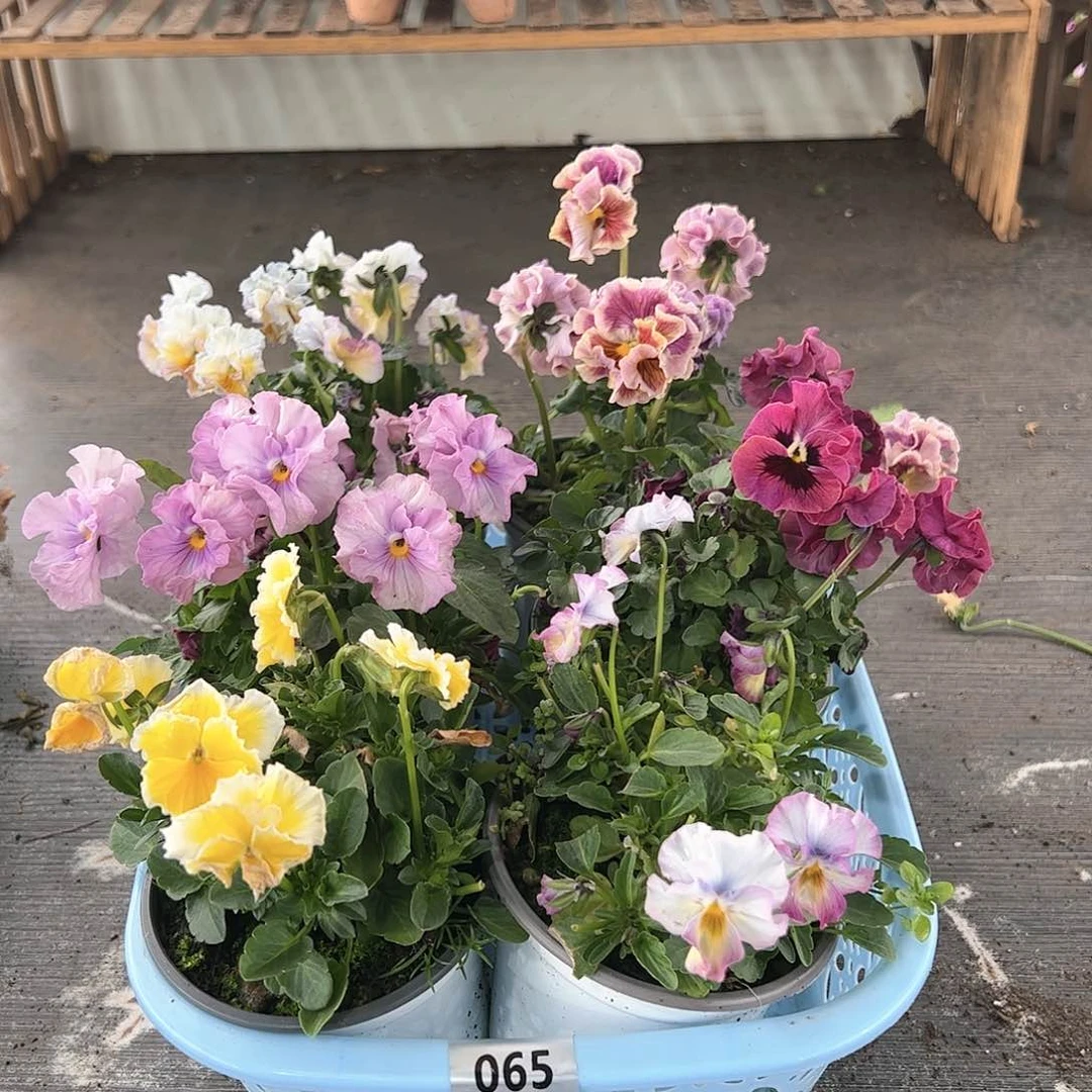 【闪购商品】065号