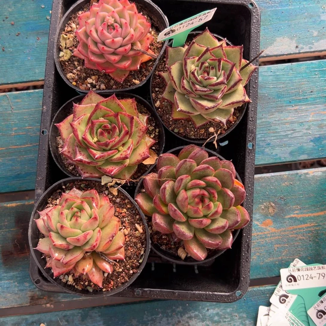 多肉一物一拍0124-57