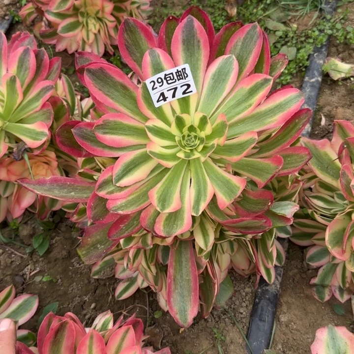 香妃……多肉植物……