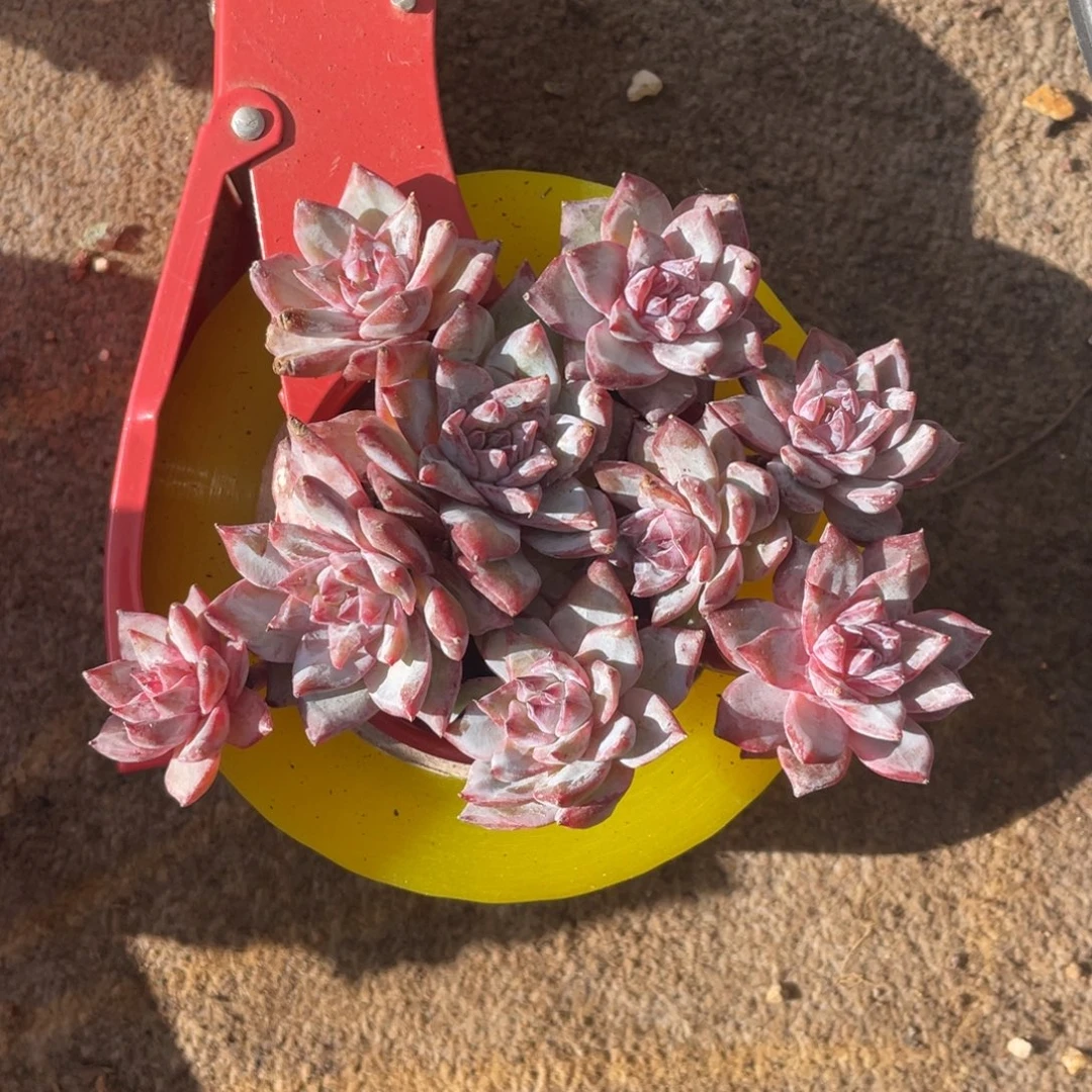 粉蓝鸟有砍冠幅13 公分一物一拍