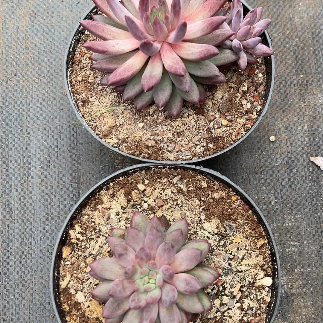 526073 车里子，虞美人两颗特价，不售后，必须拍冷链