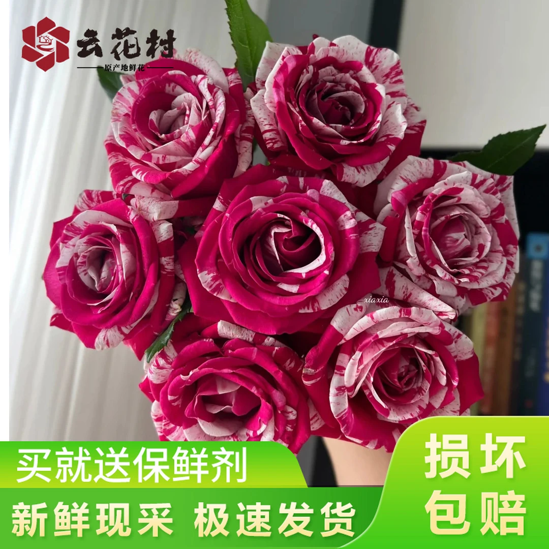 （新品推荐）水瓶座玫瑰【全店任意满2件发顺丰京东】鲜花基地直发