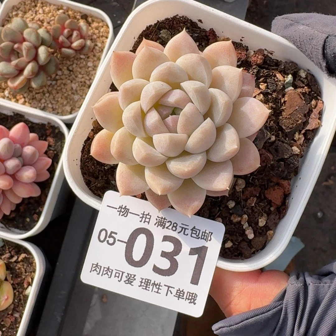 奶油美人无盆土发货无