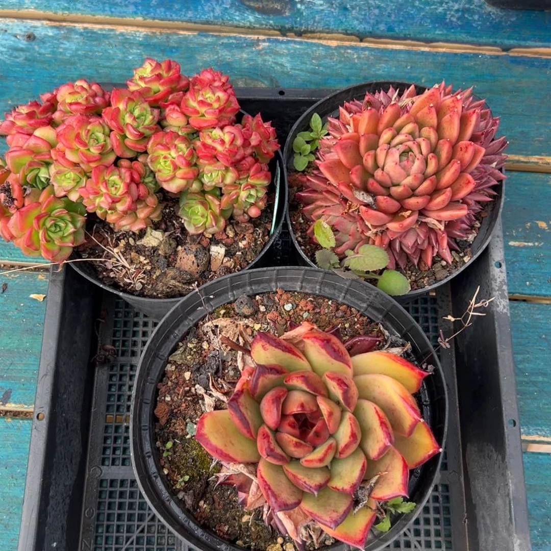 多肉一物一拍编号0119-204