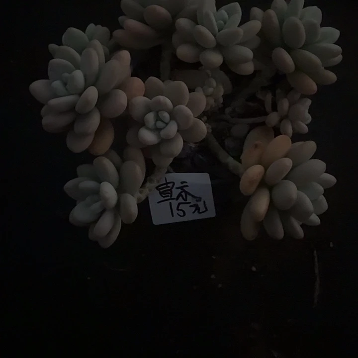 宣***示多肉植物一物一拍宣示