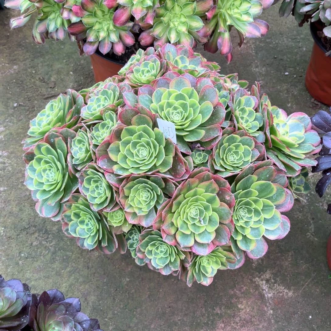 多肉植物奶白1053