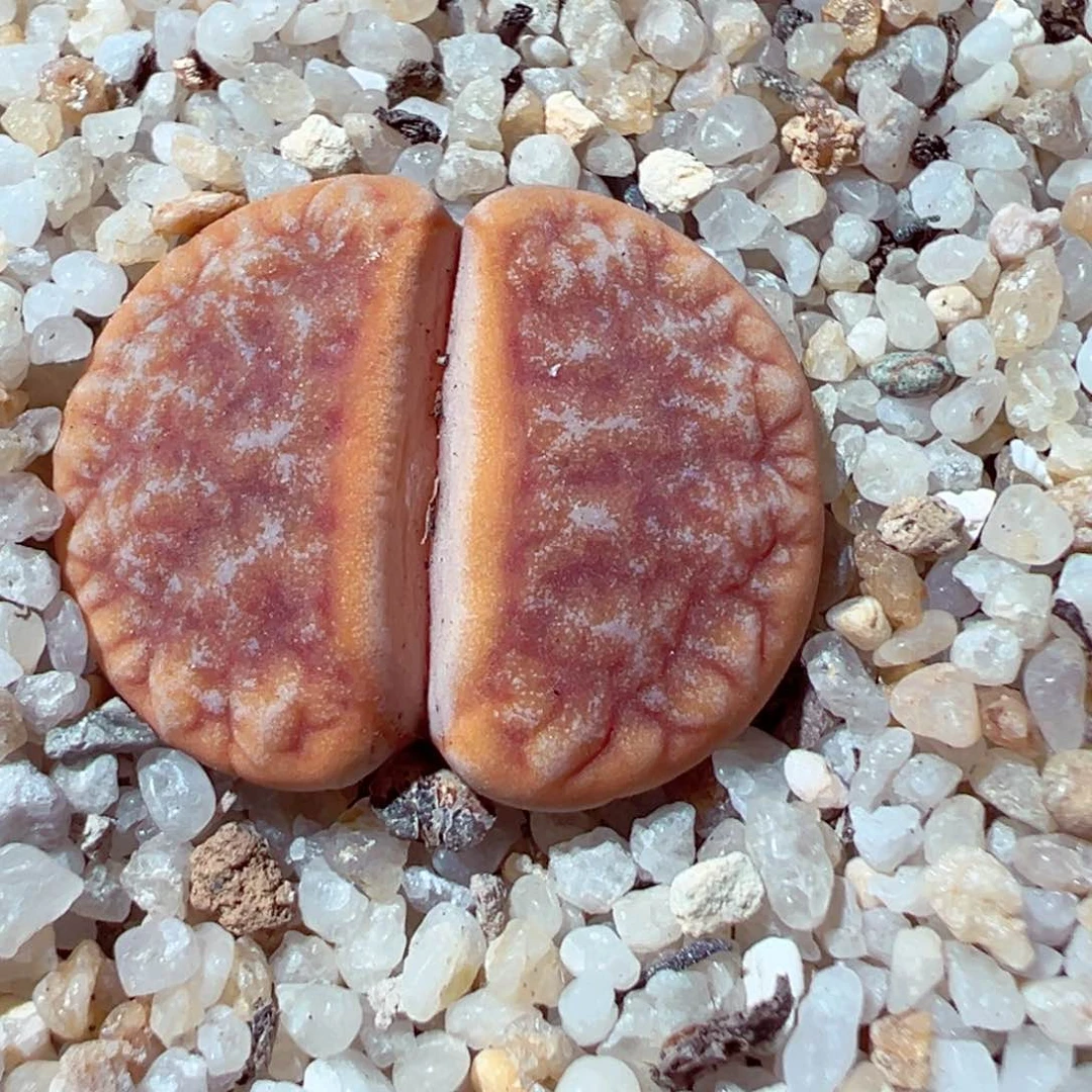 717-731多肉多肉2.2cm