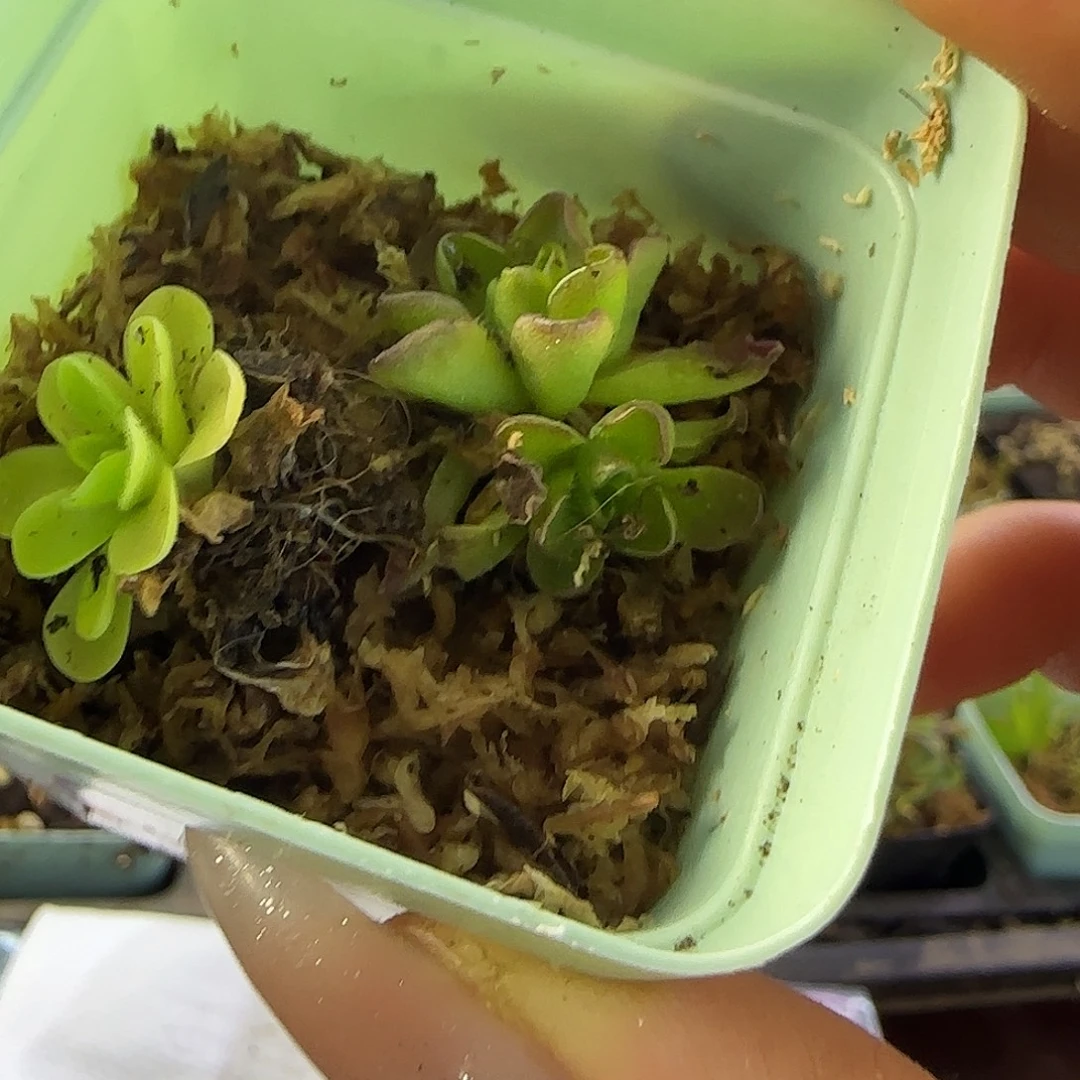 完全开放捕虫堇2颗