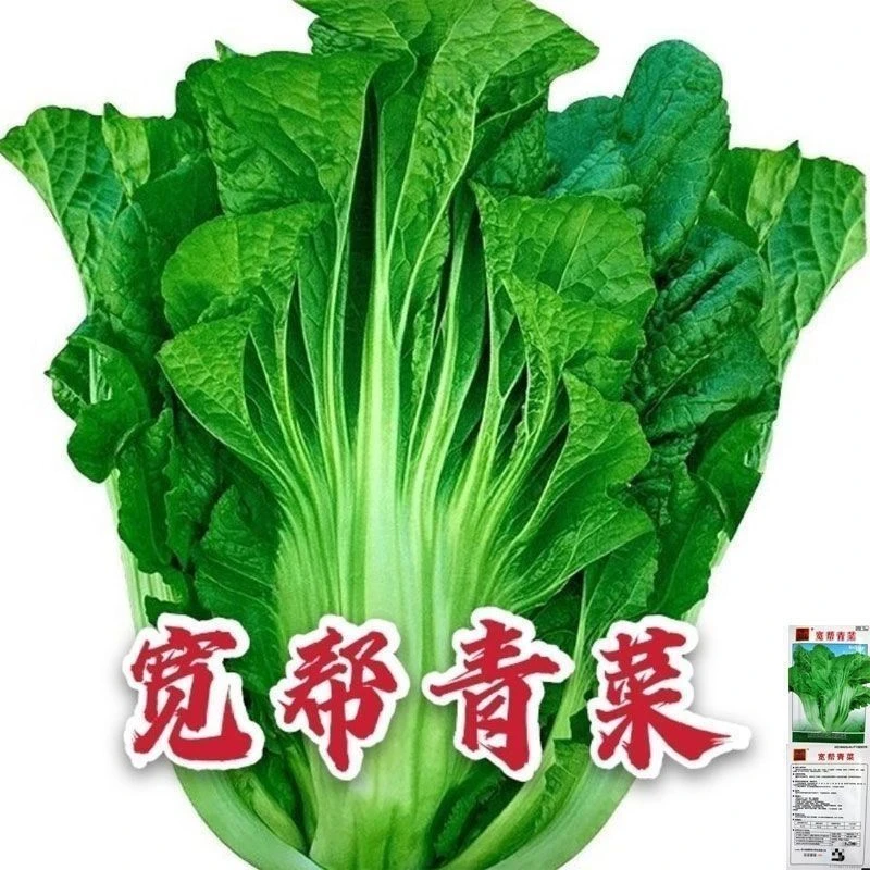 宽帮青菜种子腌渍泡菜酸菜腌菜四川芥菜中熟大叶秋播蔬菜种子