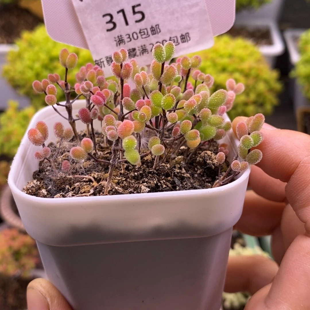 劼*315糖球切糕。