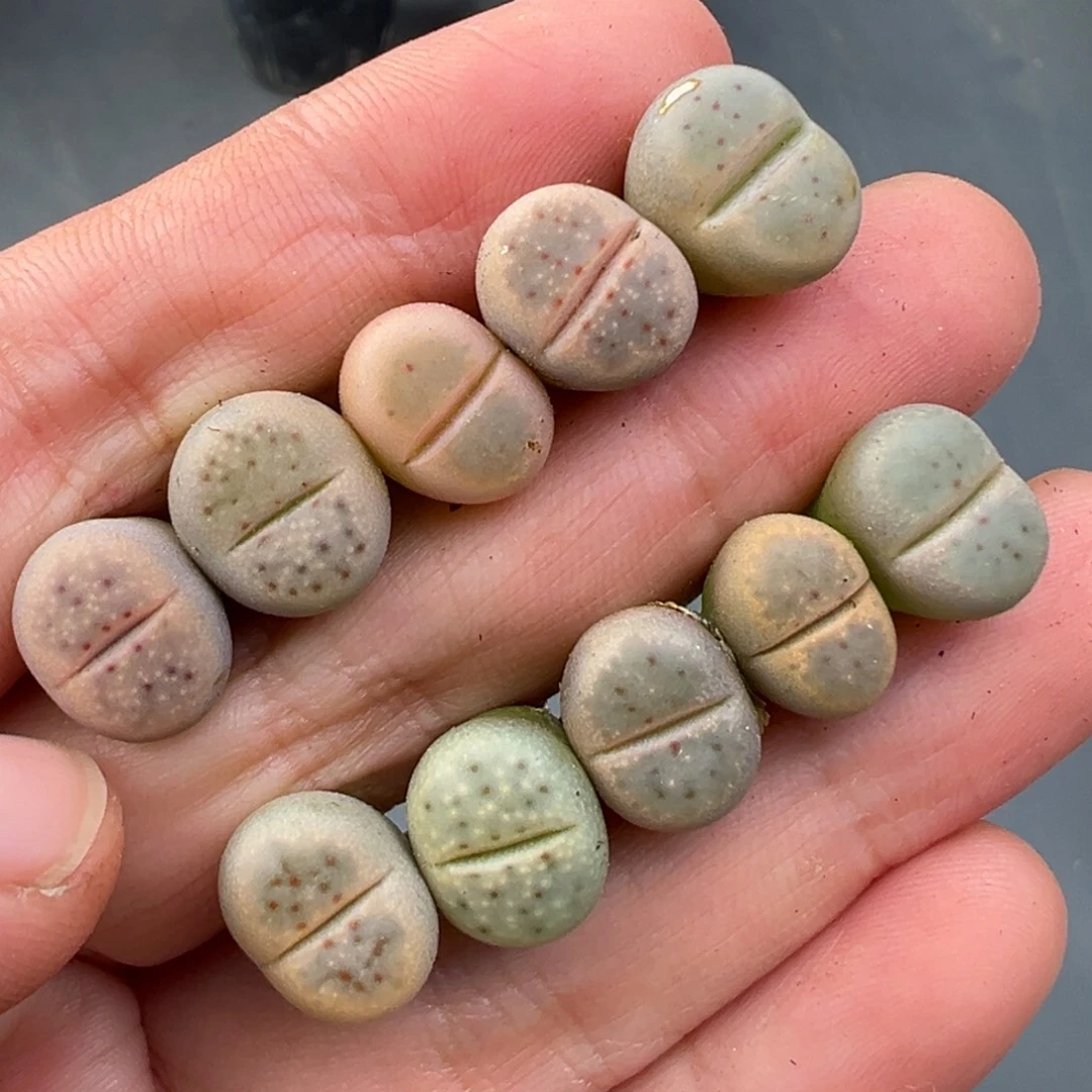 12.3好看的多肉脱土发货006