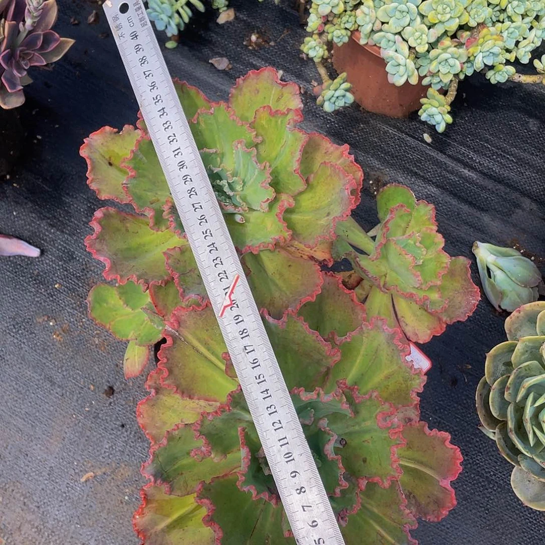 舞会红裙36:8老桩多肉