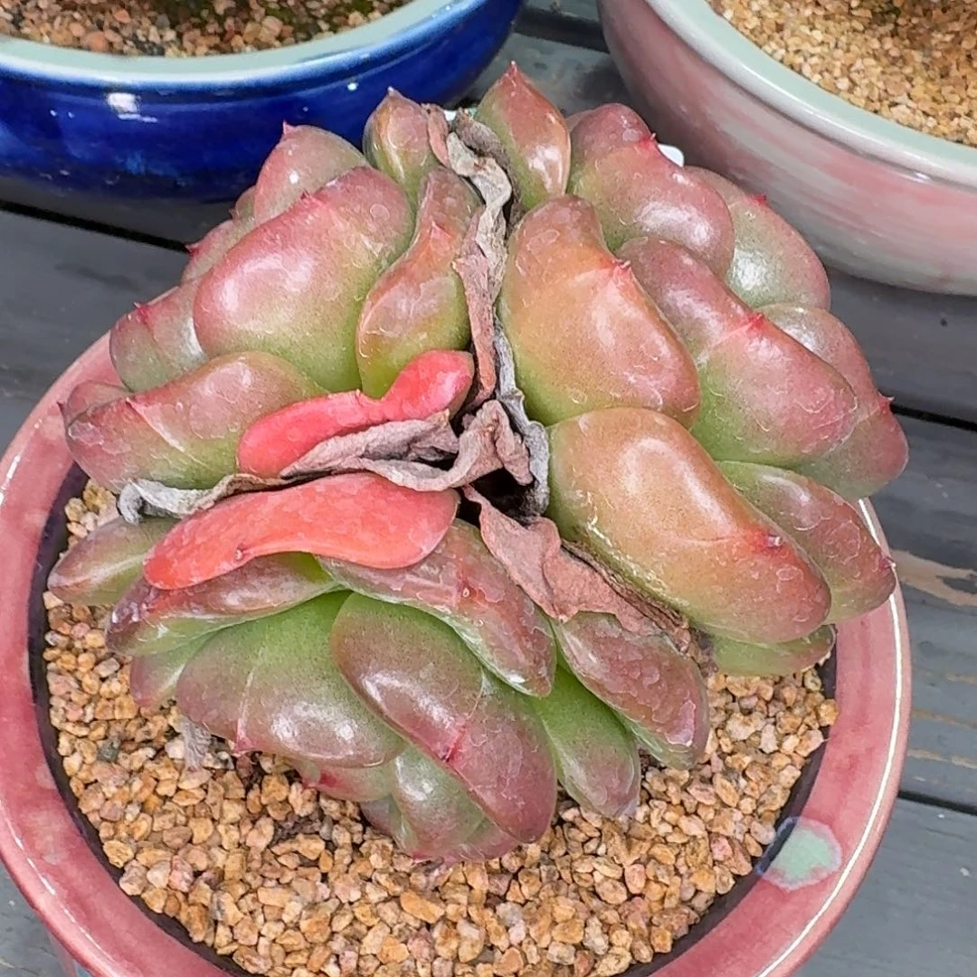 从前慢多肉精选编号0929.95