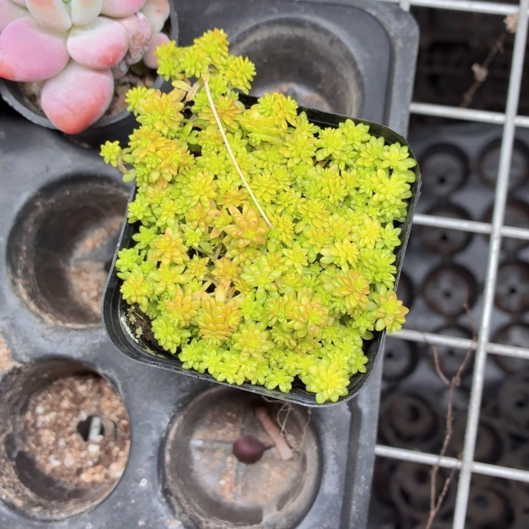 黄金草多肉9.9包邮发货