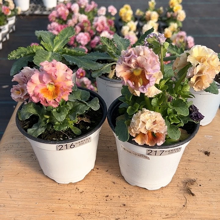 水晶抖音直播闪拍216-217