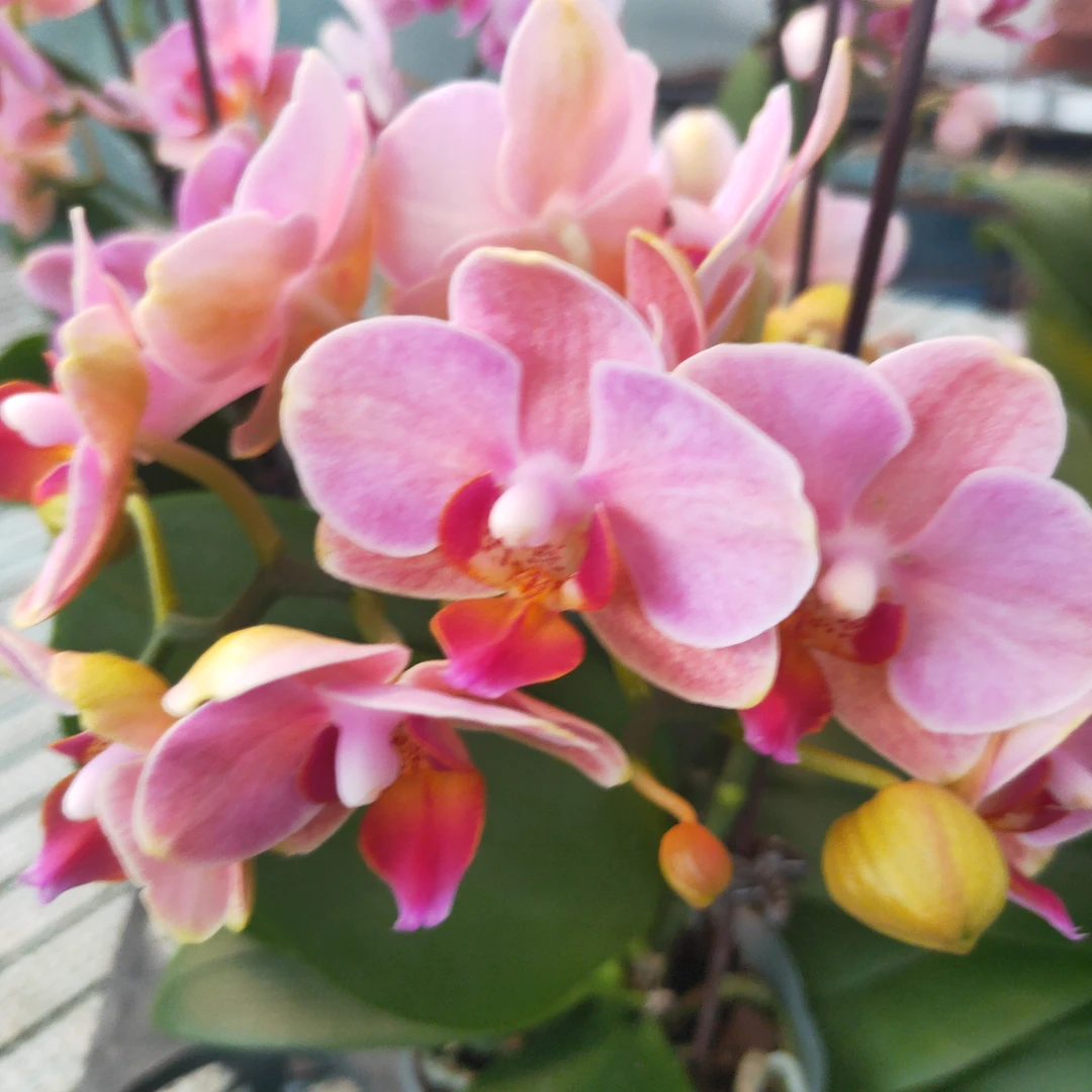 橙汁超大魔法正价买即赠随机花后苗进口洋兰成花室内盆栽办公室