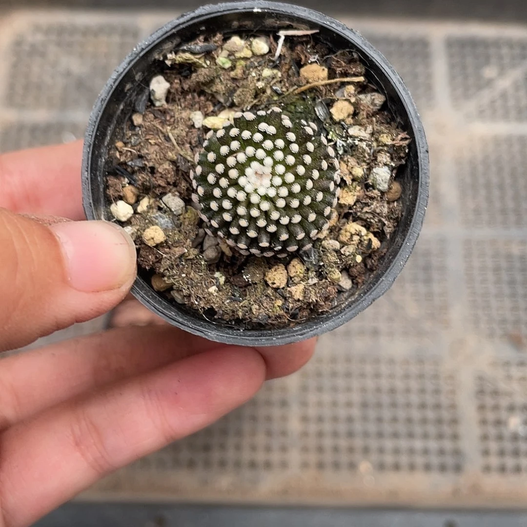 853松针牡丹（满18元包邮）