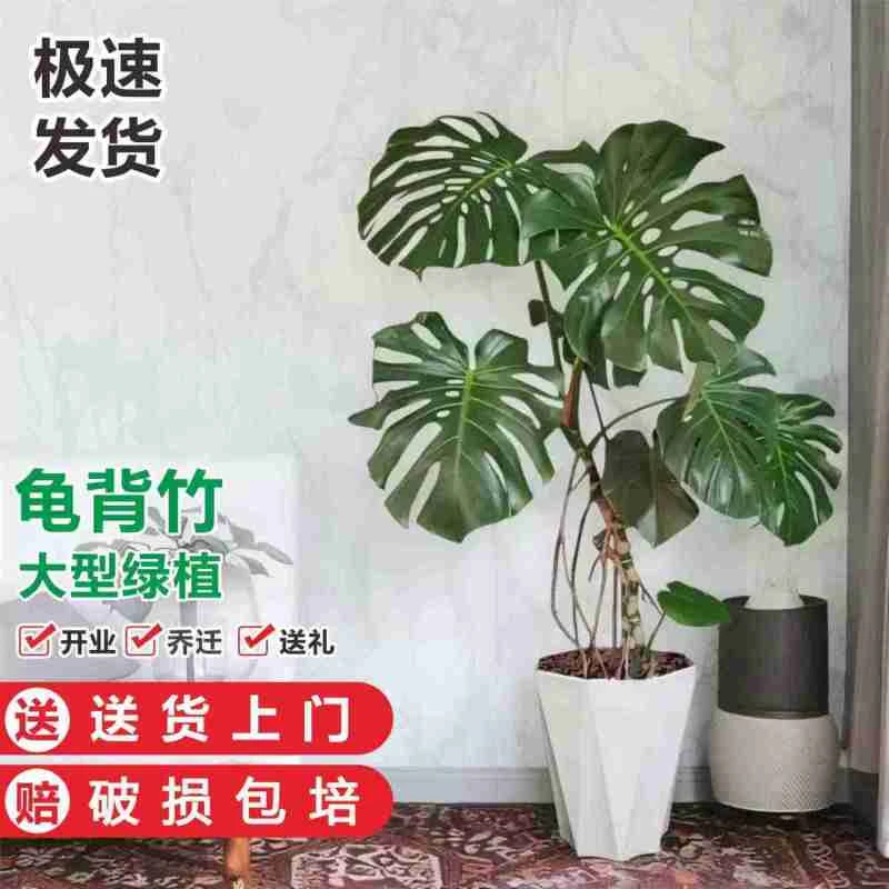 大叶老桩龟背竹室内客厅大盆栽水培植物客厅ins大型懒人大棵绿植