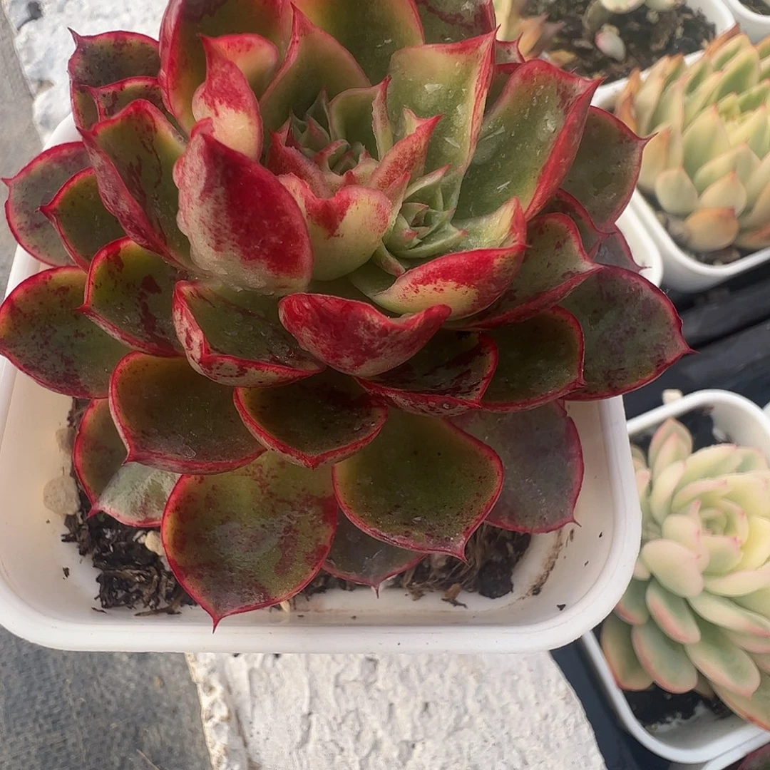 家***z多肉植物多肉植物