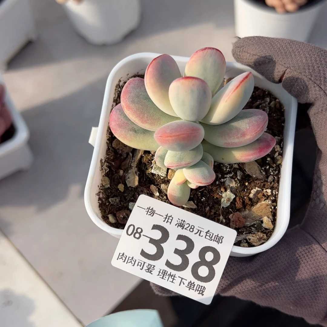 乒乓福娘锦多肉多肉多肉多肉