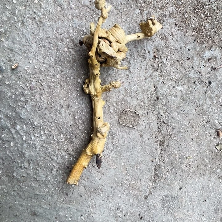 盘***佬贵州铁马鞭树根手把件