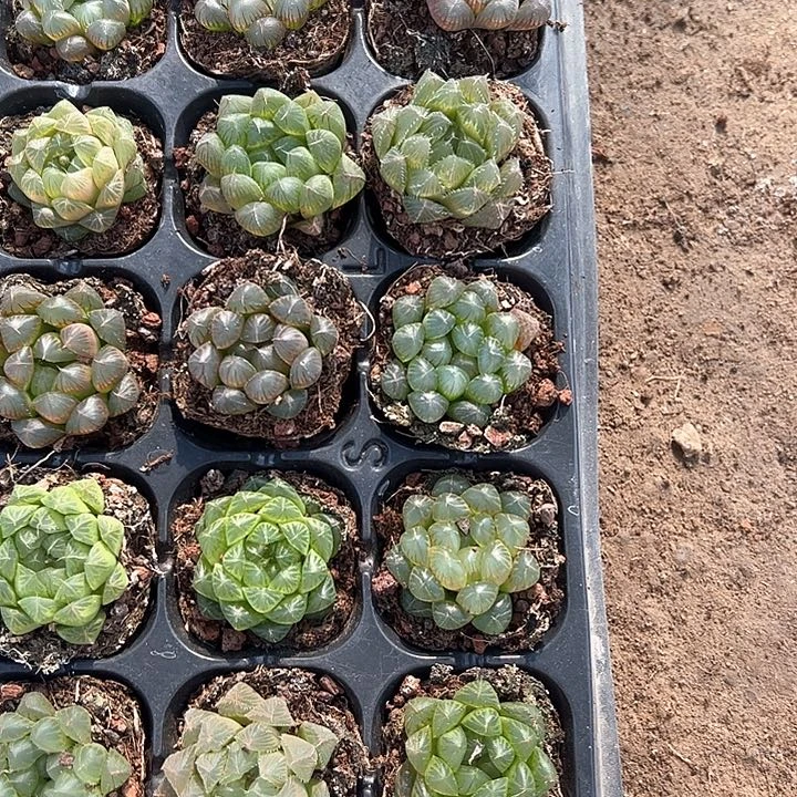 直播福利一物一拍16