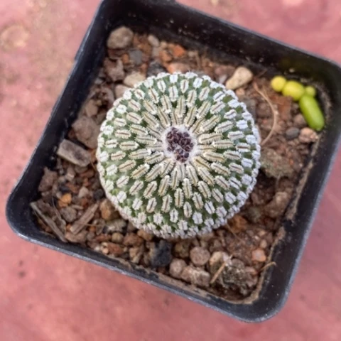 金巧殿单3仙人球