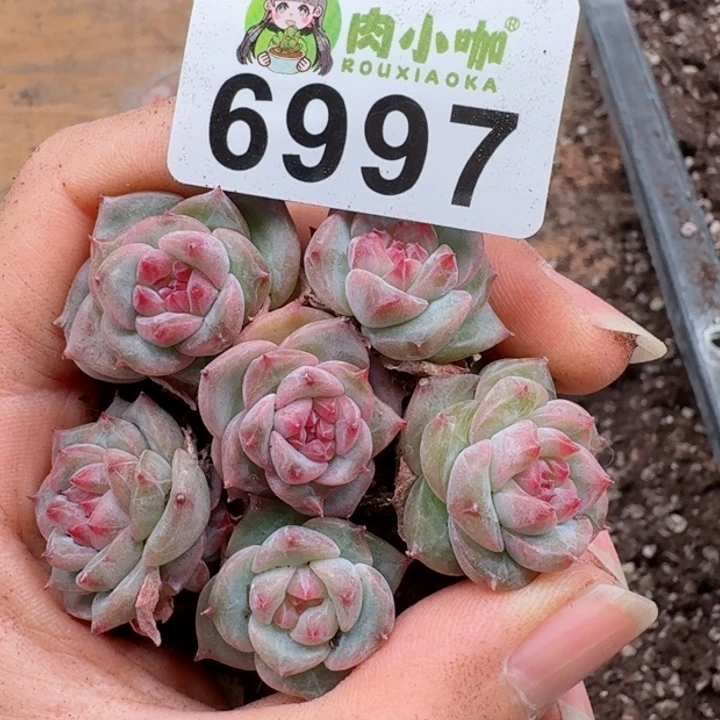 多肉植物多肉植物