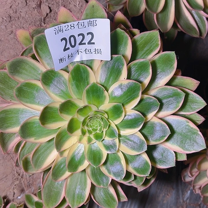 无花朵2022青莲多肉植物