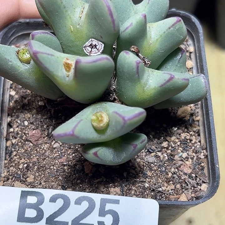 225号特价大将多肉植物