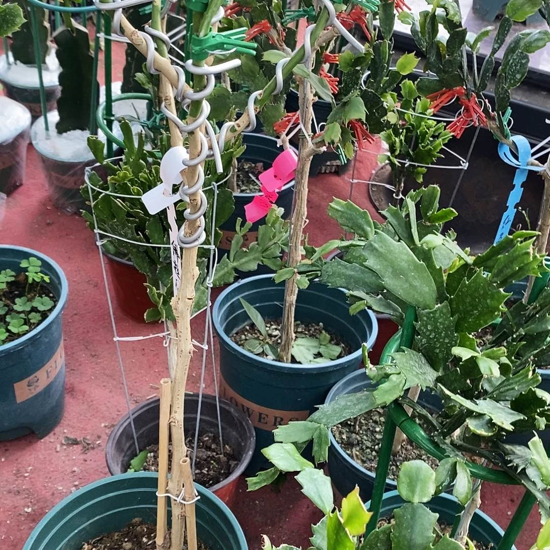 钦***涵无花朵福利款树型