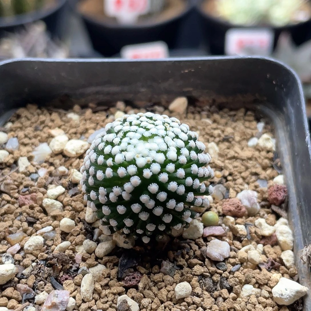 实生松针牡丹仙人球8年成株