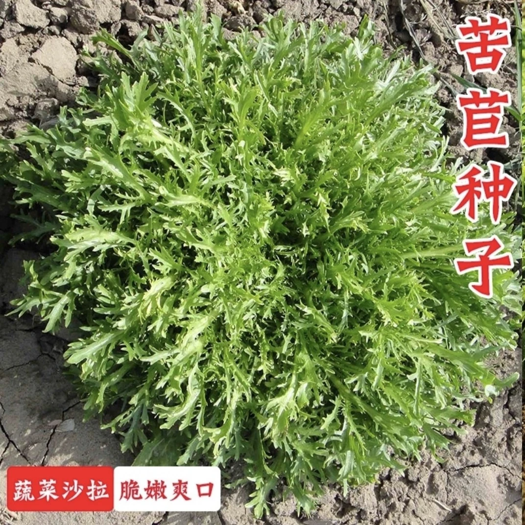 黄心苦苣种子牛奶沙拉生菜苦苣青菜籽四季播阳台盆栽蔬菜种孑