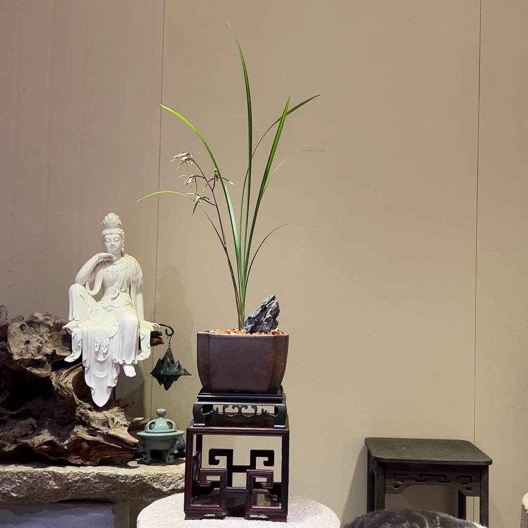 大部分花苞少量开放细叶寒兰