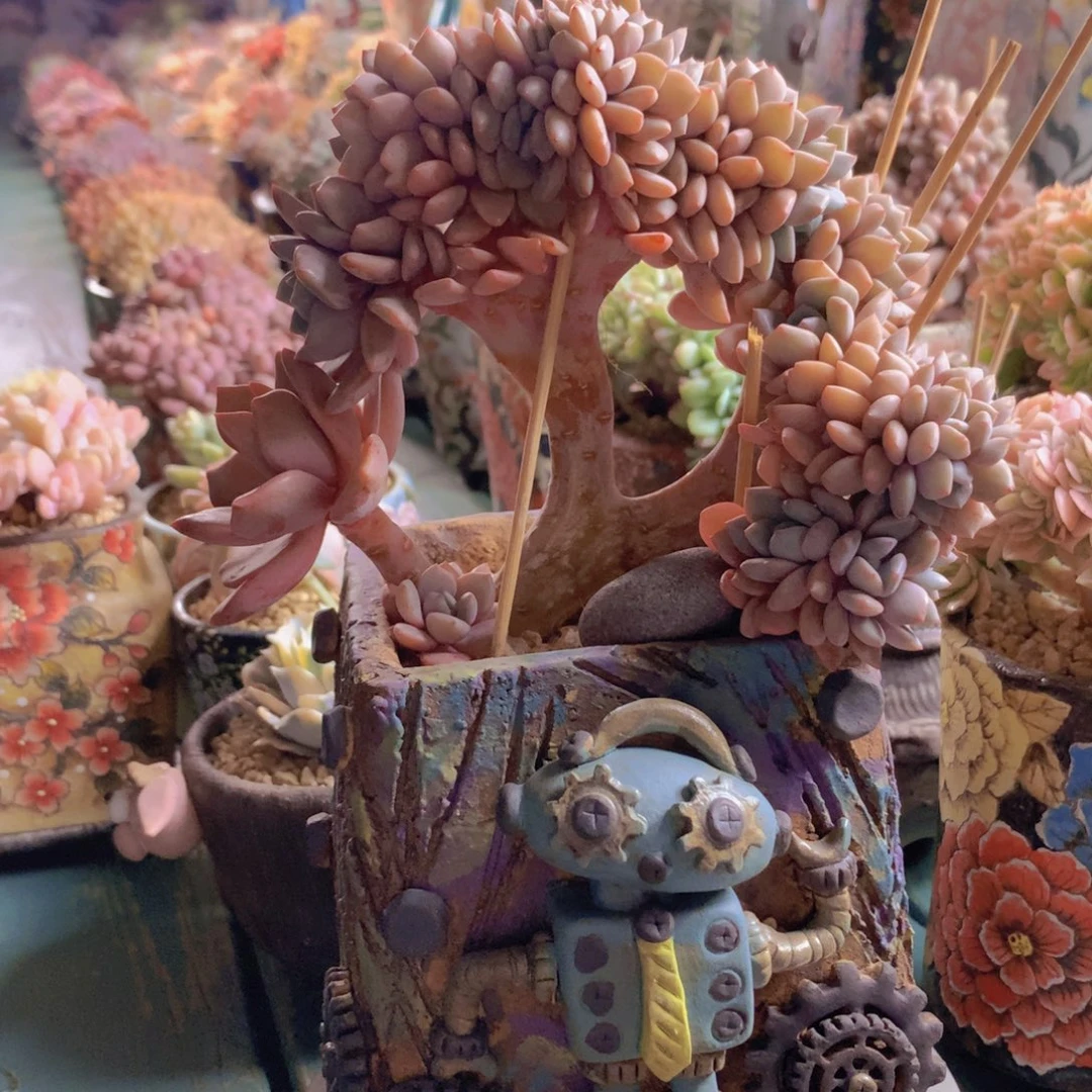 白鹭树缀朵朵自然群老桩