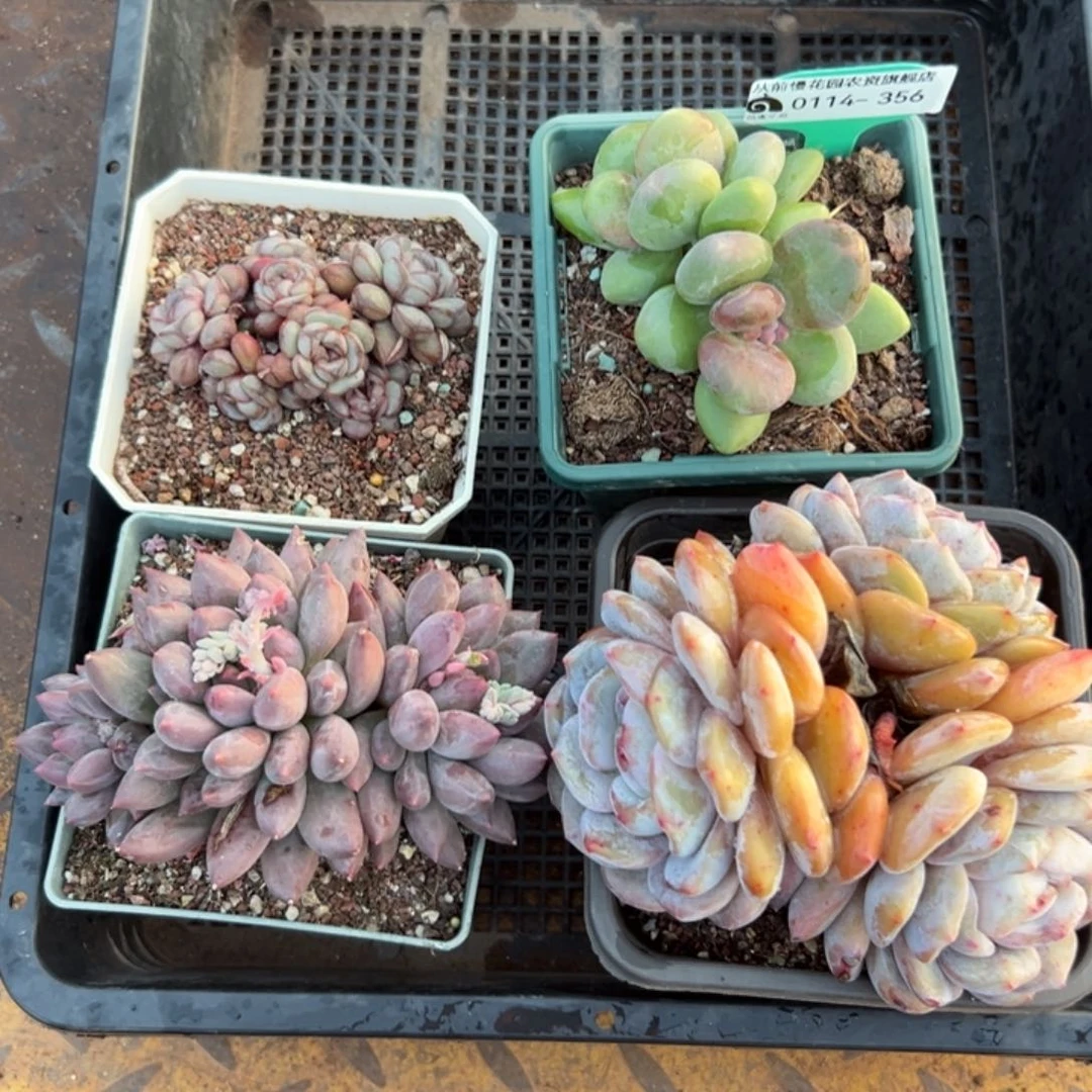 多肉精选编号0114.356