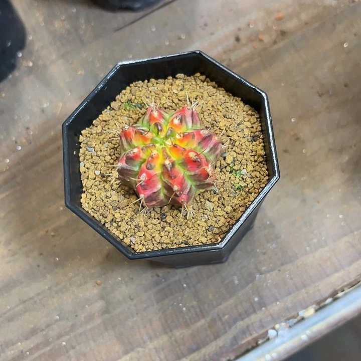 仙人球好好看好漂亮50