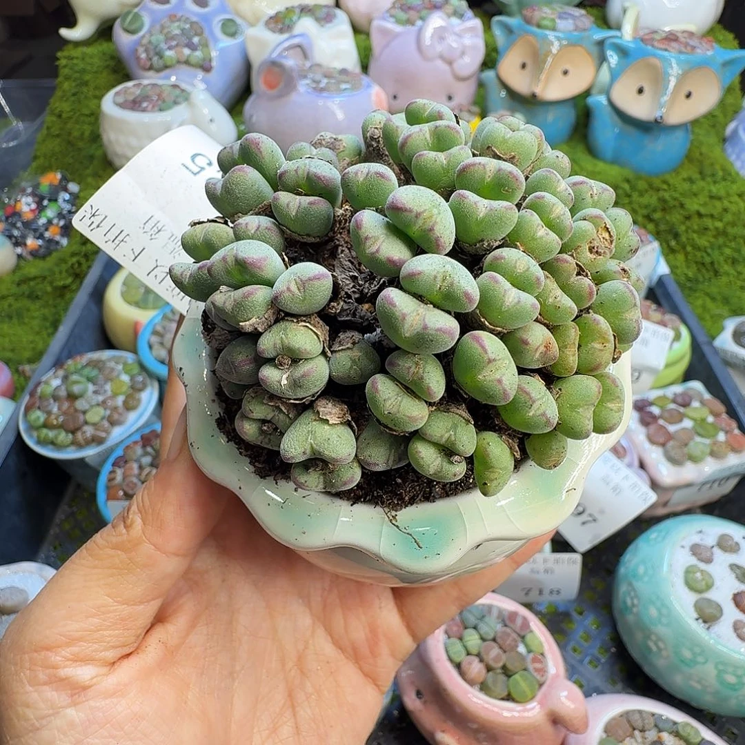 多肉植物开播福利725