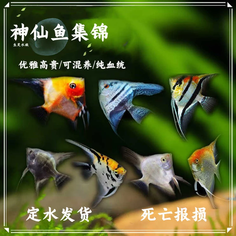 【包损包活】神仙鱼集锦热带鱼活体观赏鱼包活淡水