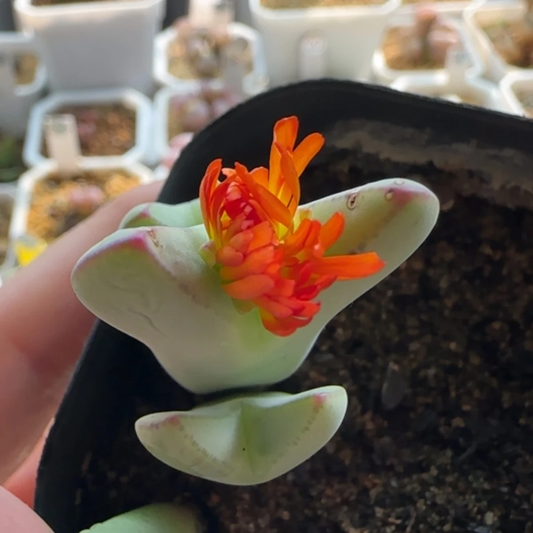 【闪购商品】20300橙花将