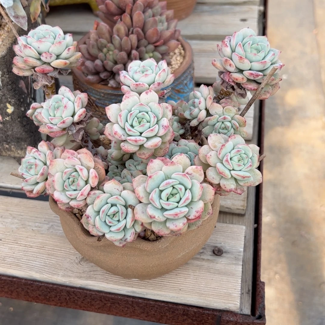 香草28 零零多肉植物