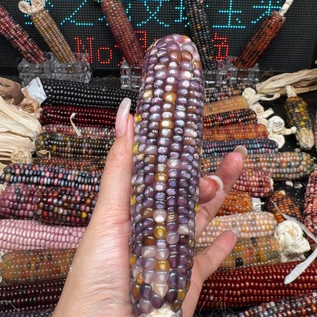柏香籽/百香籽吊坠娃*菜