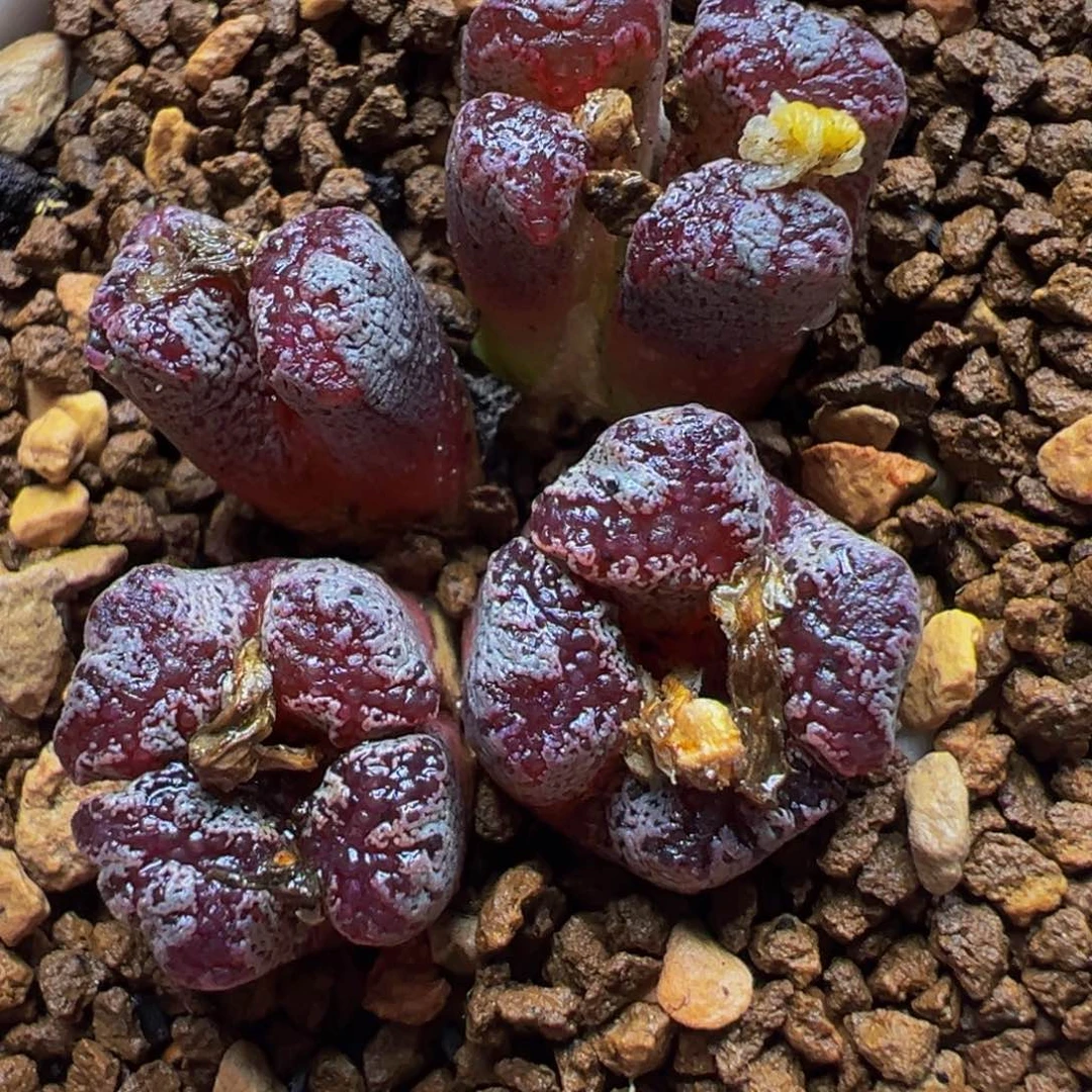 紫超蝶群多肉植物带盆