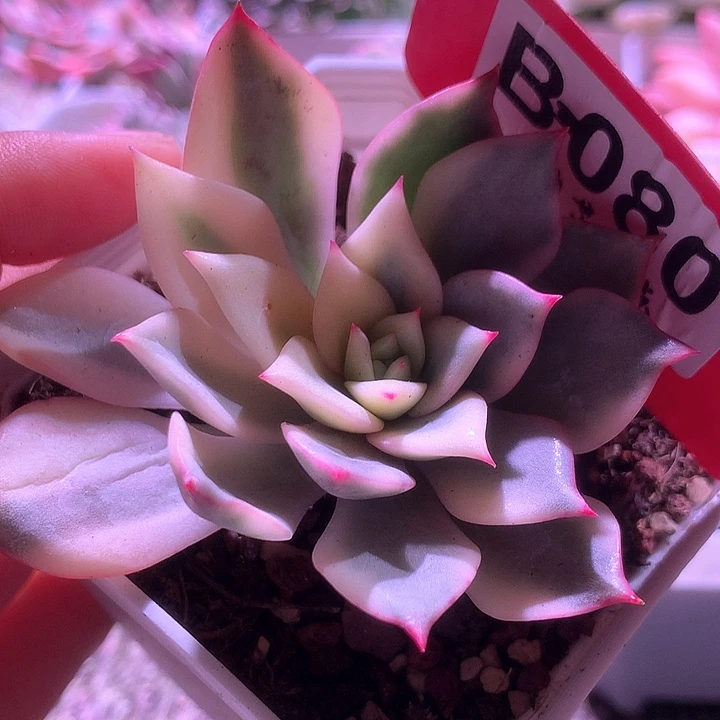 粉艾丽卡覆轮锦有根