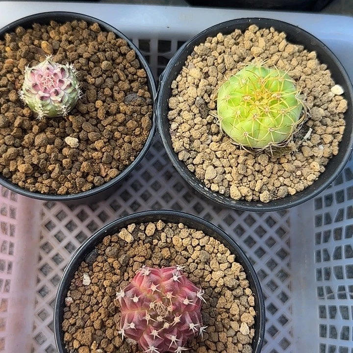 无花朵哈哈哈哈哈哈哈