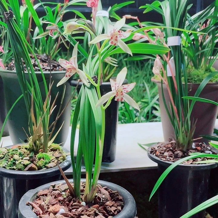 铁***私无花朵一物一漂亮开花