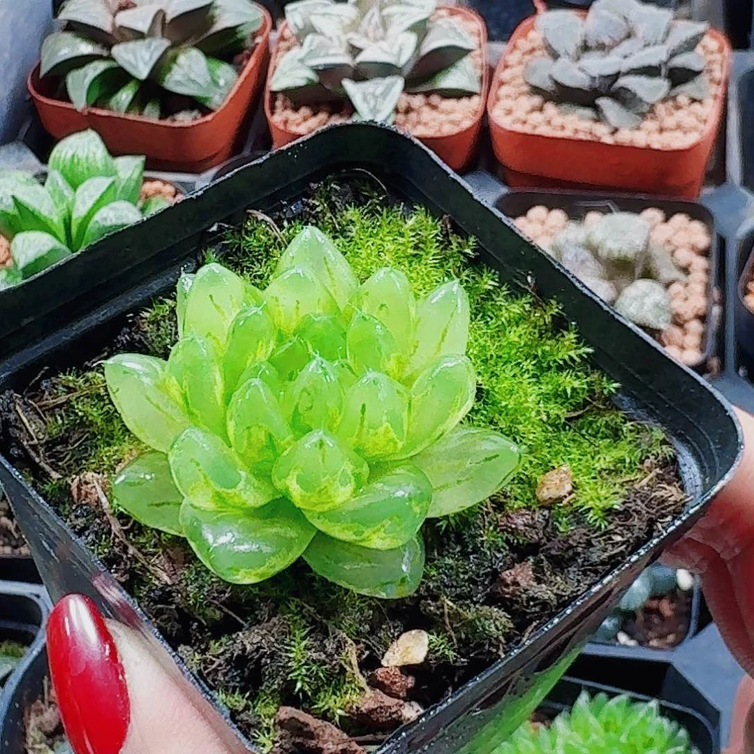 拌***粉无花朵十二卷 樱变锦福利