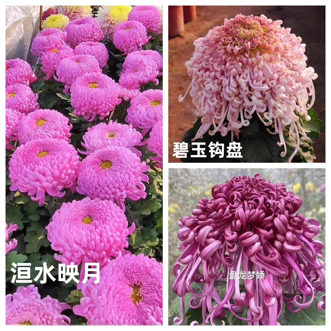 【洹水映月+碧玉钩盘+盘龙梦娇】三棵九月大菊花苗耐热耐寒易养活