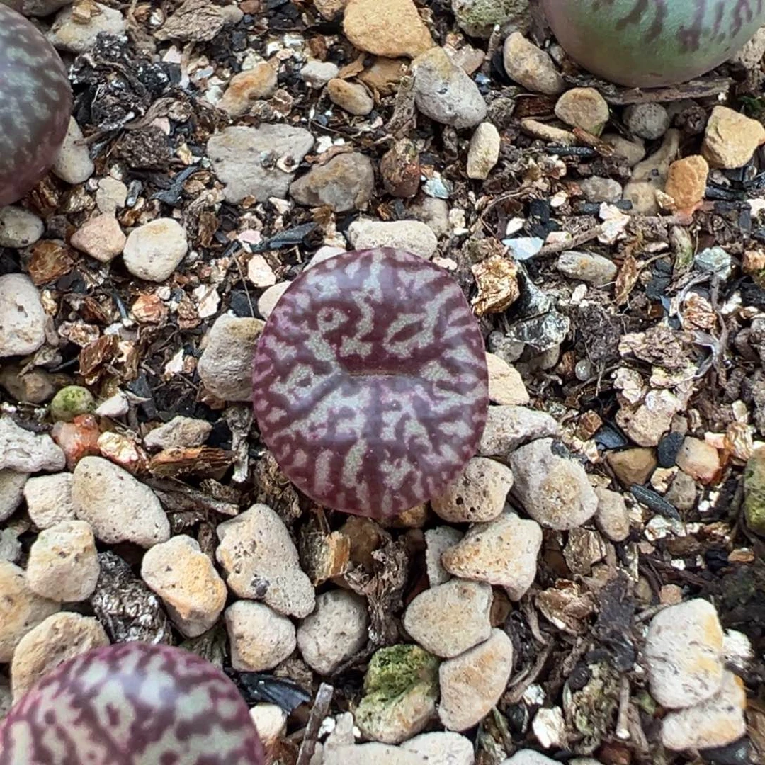 白***水长流水多肉多肉植物
